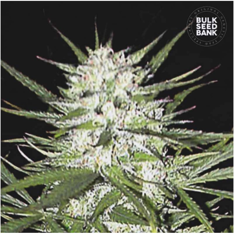 EARLY TOP SKUNK · Bulk Seed Bank · cannabis samen · Fem