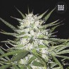EARLY TOP SKUNK · Bulk Seed Bank · cannabis seeds · Fem
