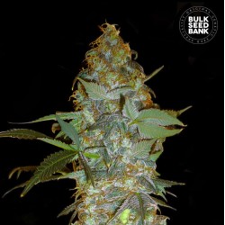EUFORIA SPECIAL · Bulk Seed Bank · semi di canapa · Fem
