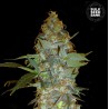 EUFORIA SPECIAL · Bulk Seed Bank · semi di canapa · Fem