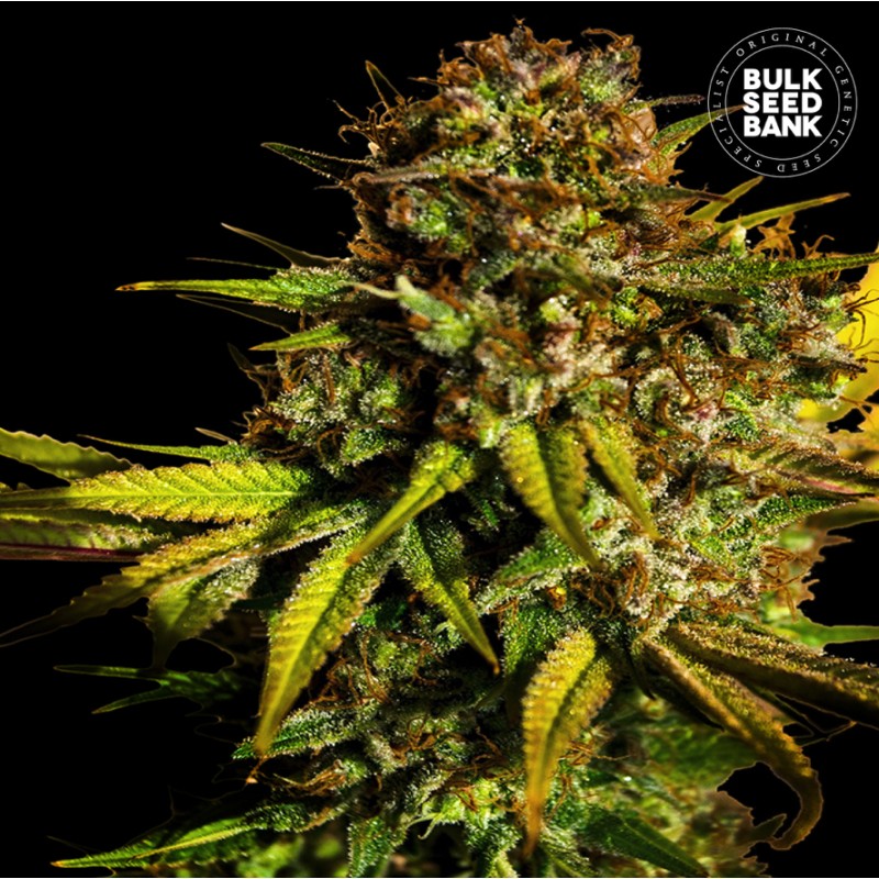 EXTRA MINTZ · Bulk Seed Bank · cannabis samen · Fem