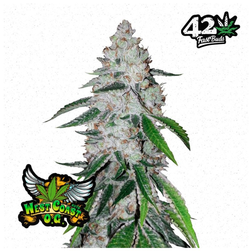 West Coast O.G. Auto · FastBuds Seeds · cannabis seeds · AutoFem