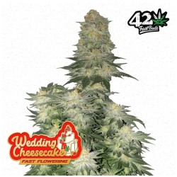 Wedding Cheesecake FF · FastBuds Seeds · cannabis seeds · Fem