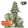 Wedding Cheesecake FF · FastBuds Seeds · cannabis seeds · Fem