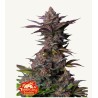 Tropicana Cookies FF · FastBuds Seeds · cannabis seeds · Fem