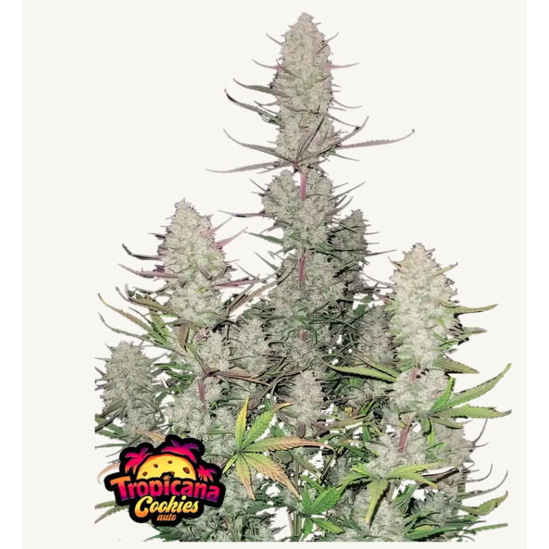 Tropicana Cookies Auto · FastBuds Seeds · kaufen cannabis samen · AutoFem