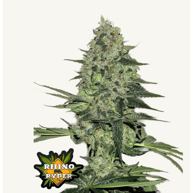 Rhino Ryder Auto · FastBuds Seeds · semi di canapa · AutoFem