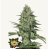 Rhino Ryder Auto · FastBuds Seeds · kenevir tohum · Disi · AutoFem