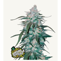 Pineapple Express Auto – Sementes Autoflorescentes Fastbuds