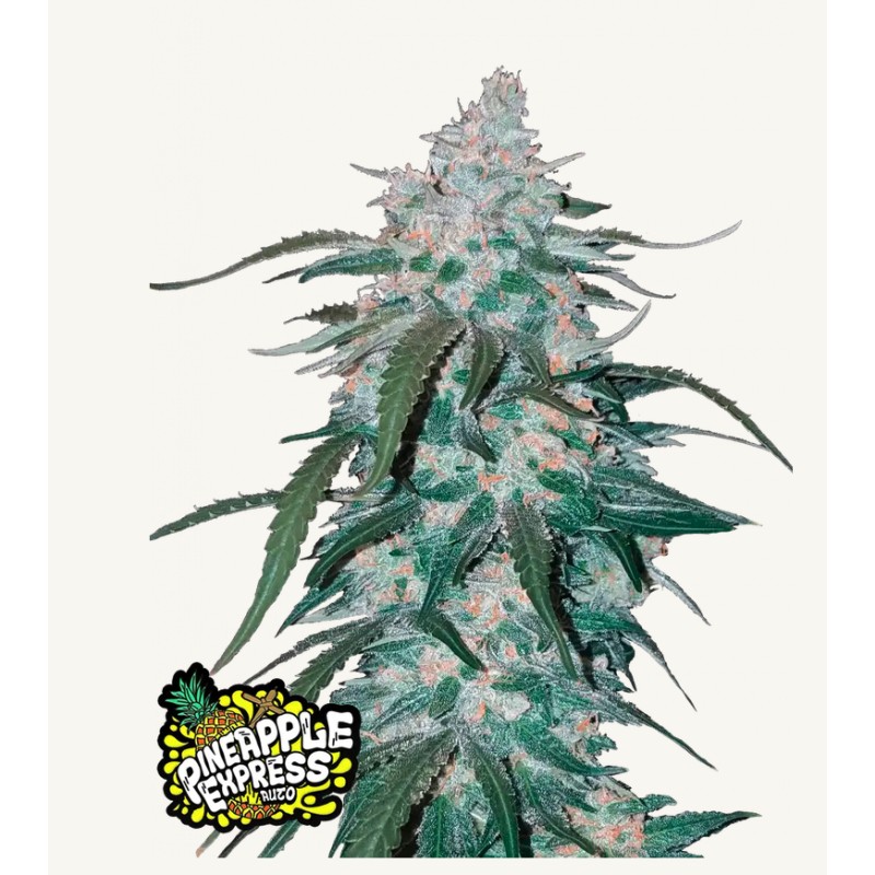 Pineapple Express Auto – Sementes Autoflorescentes Fastbuds