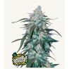 Pineapple Express Auto – Sementes Autoflorescentes Fastbuds