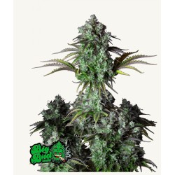 ORIGINAL BIG BUD AUTO · FastBuds Seeds · sementes de maconha · AutoFem