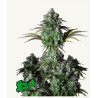 ORIGINAL BIG BUD AUTO · FastBuds Seeds · cannabis seeds · AutoFem