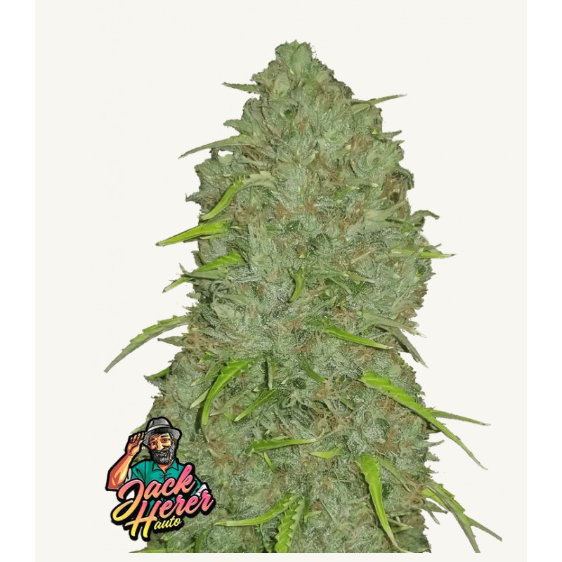 Original Auto Jack Herer · FastBuds Seeds · cannabis seeds · AutoFem