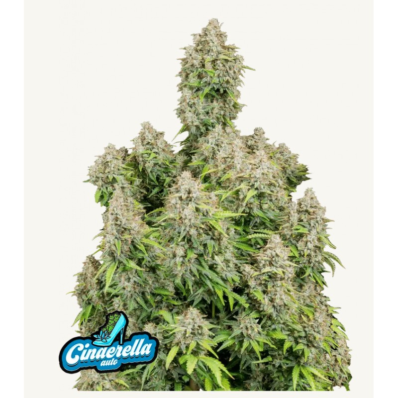 ORIGINAL AUTO CINDERELLA · FastBuds Seeds · semi di canapa · AutoFem