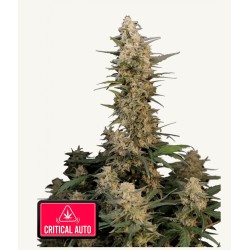 Original Auto Critical · FastBuds Seeds · cannabis seeds · AutoFem