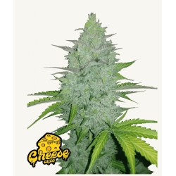 Original Auto Cheese · FastBuds Seeds · cannabis seeds · AutoFem