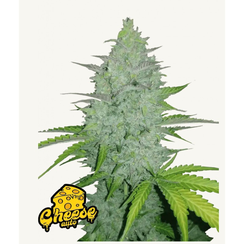 Original Auto Cheese · FastBuds Seeds · cannabis seeds · AutoFem