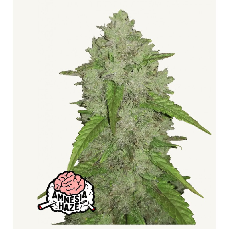 Original Auto Amnesia Haze – Fastbuds Autoflowering Samen
