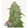 Original Auto Amnesia Haze · FastBuds Seeds · kenevir tohum · Disi · AutoFem
