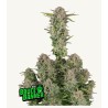 Bruce Banner Auto · FastBuds Seeds · kaufen cannabis samen · AutoFem