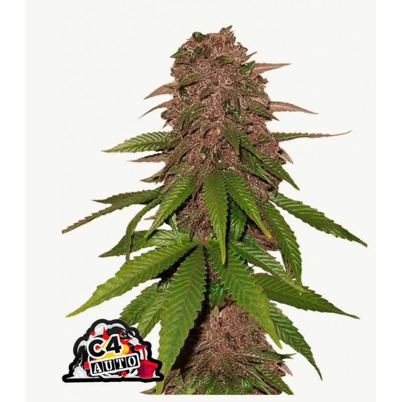 C4 Matic · FastBuds Seeds · kaufen cannabis samen · AutoFem