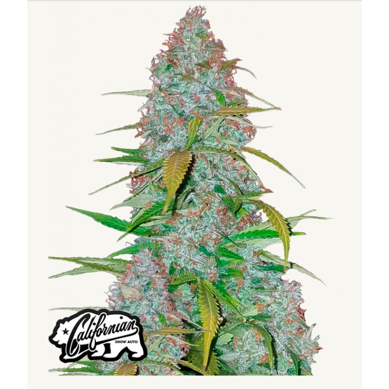 Cherry Cola Auto · FastBuds Seeds ·semi di canapa · AutoFem