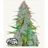 Cherry Cola Auto · FastBuds Seeds ·semi di canapa · AutoFem