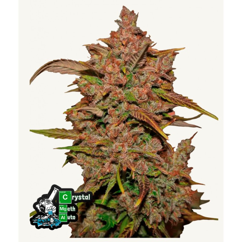 Crystal Meth Auto · FastBuds Seeds · sementes de maconha · AutoFem