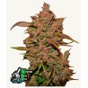 Crystal Meth Auto · FastBuds Seeds · kaufen cannabis samen · AutoFem