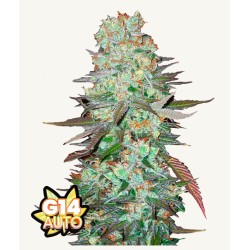 G14 Auto · FastBuds Seeds · sementes de maconha · AutoFem