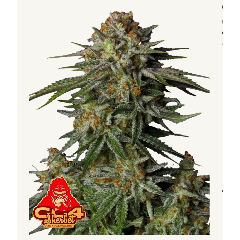 GG4 Sherbet FF · FastBuds Seeds · cannabis seeds · Fem