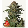 GG4 Sherbet FF · FastBuds Seeds · cannabis seeds · Fem