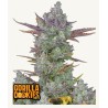 Gorilla Cookies Auto · FastBuds Seeds · semi di canapa · AutoFem