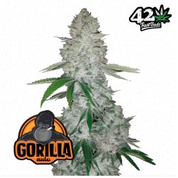 Gorilla Glue Auto – Sementes Autoflorescentes FastBuds Seeds