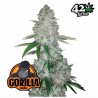 Gorilla Glue Auto – Sementes Autoflorescentes FastBuds Seeds