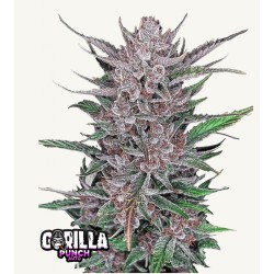 Gorilla Punch Auto · FastBuds Seeds ·kenevir tohum · Disi · AutoFem