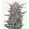 Gorilla Punch Auto · FastBuds Seeds · sementes de maconha · AutoFem
