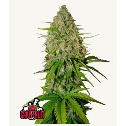 Grapefruit Auto · FastBuds Seeds · kenevir tohum · Disi · AutoFem