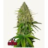 Grapefruit Auto · FastBuds Seeds · sementes de maconha · AutoFem