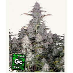 Green Crack Auto · FastBuds Seeds · kenevir tohum · Disi · AutoFem