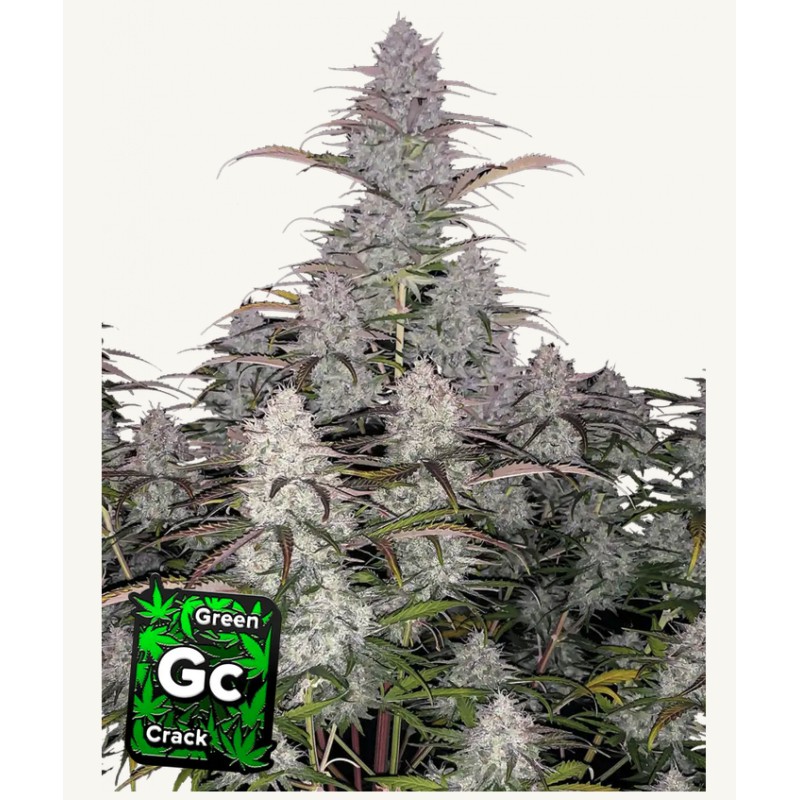 Green Crack Auto: Energia Pura em Automática | Fast Buds