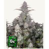 Green Crack Auto: Energia Pura em Automática | Fast Buds