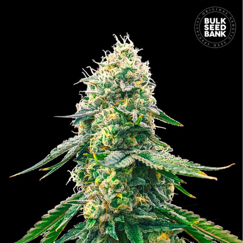 GELATO SAMBA · Bulk Seed Bank · cannabis samen · Fem