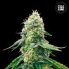 GELATO SAMBA · Bulk Seed Bank · cannabis samen · Fem