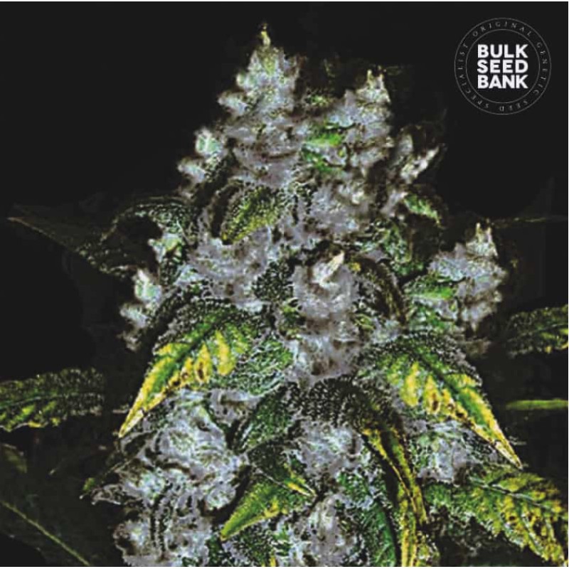 GOOD WILD SHARK · Bulk Seed Bank · cannabis seeds · Fem