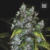 GOOD WILD SHARK · Bulk Seed Bank · cannabis samen · Fem