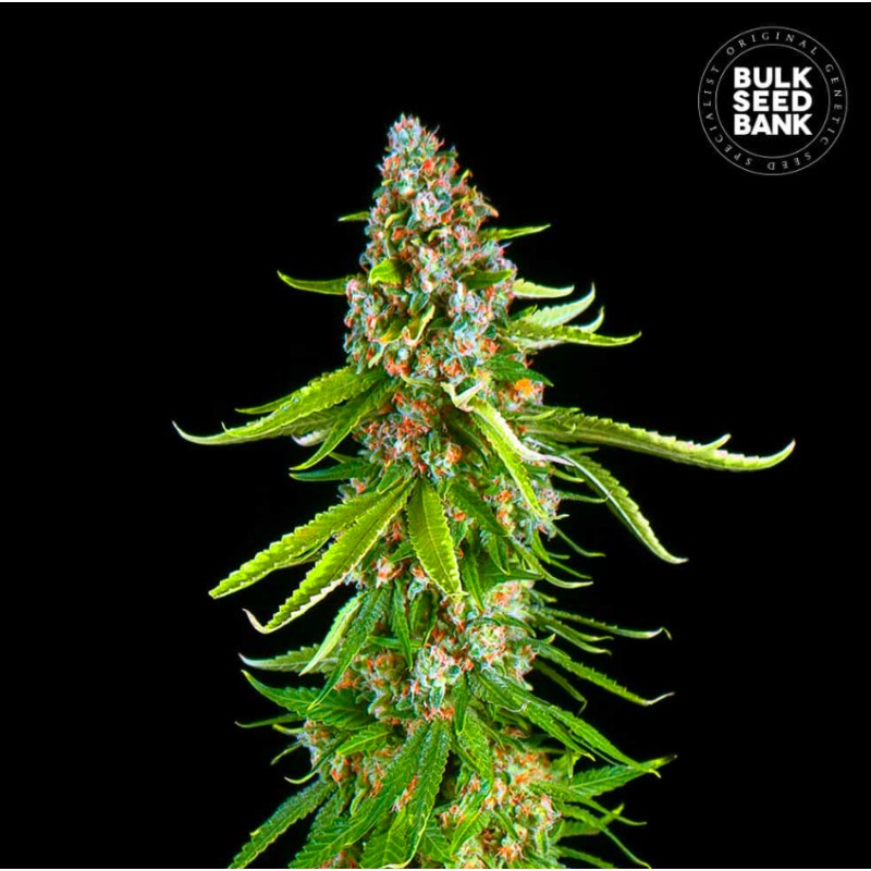 GRANDE CRACK · Bulk Seed Bank · kenevir tohum · Fem