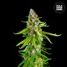 GRANDE CRACK · Bulk Seed Bank · cannabis samen · Fem