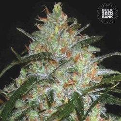 GRAPEFRUIT · Bulk Seed Bank · semi di canapa · Fem